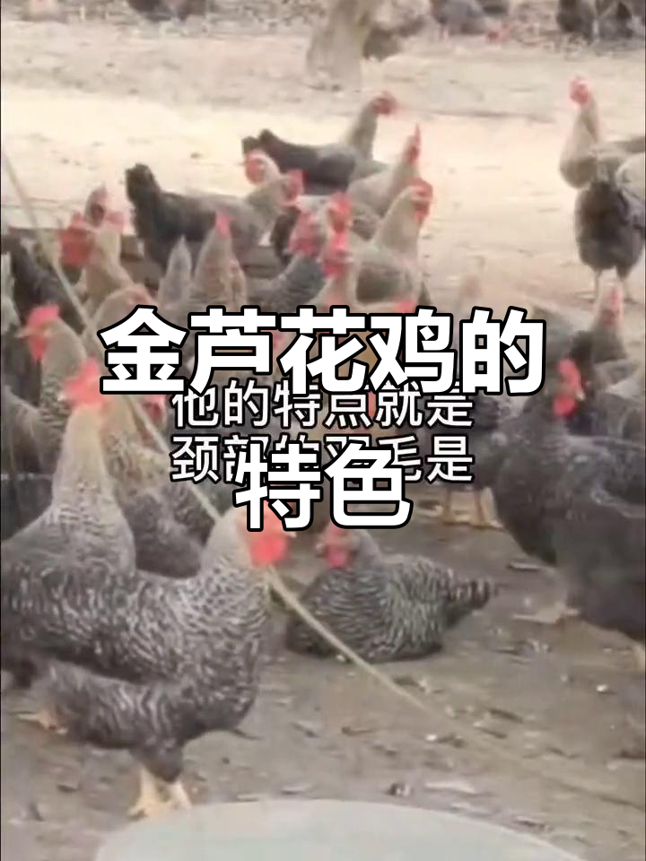 金芦花鸡:颈部羽毛黄黑白相间,独特魅力尽显