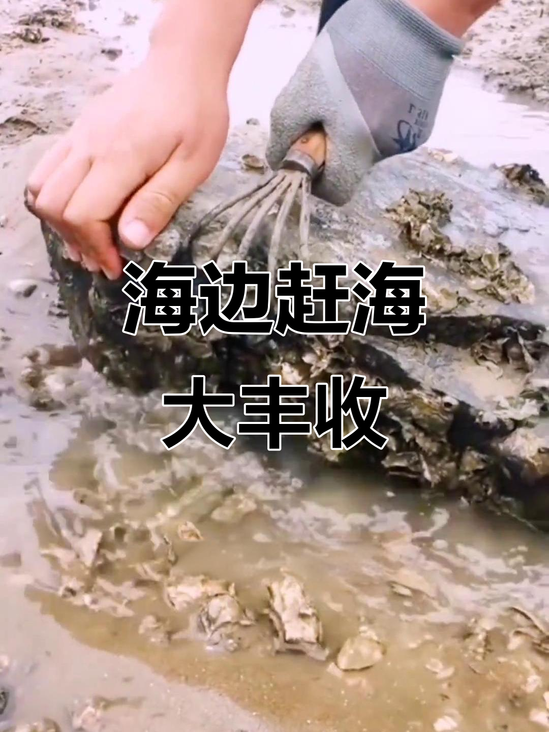 青岛海边赶海抓海鲜,八爪鱼和皮皮虾一起出动