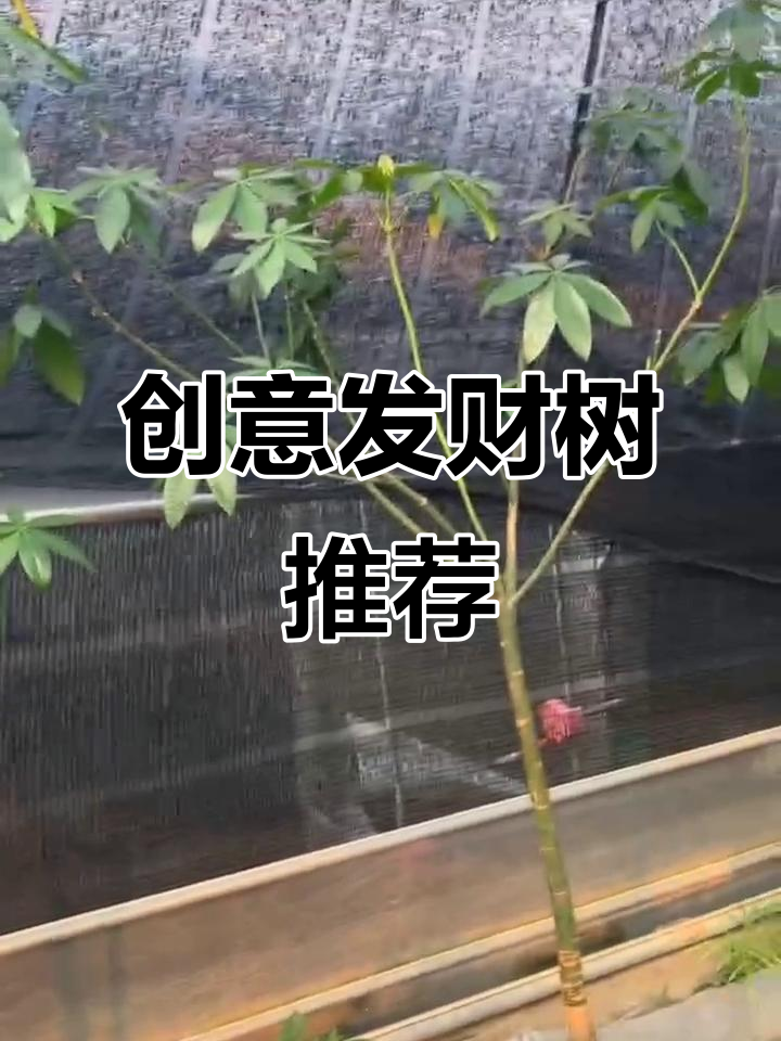 独特造型发财树,庭院必备网红植物