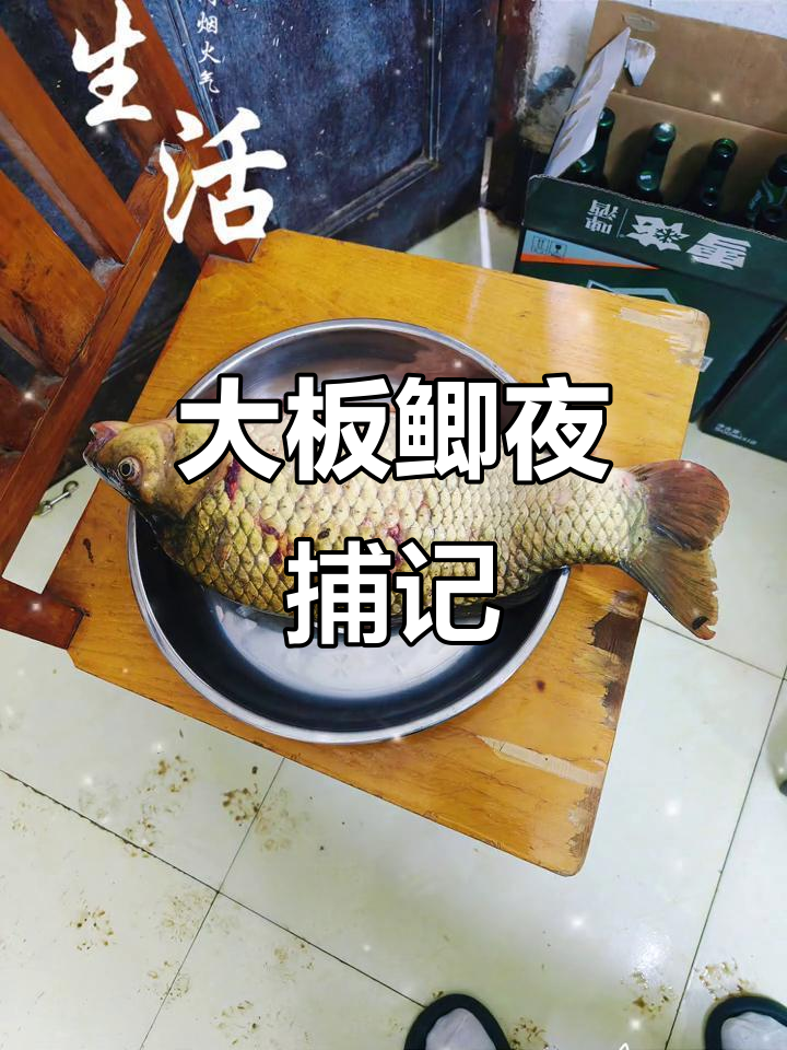 夜钓大板鲫,3斤半野生河鱼轻松捕获