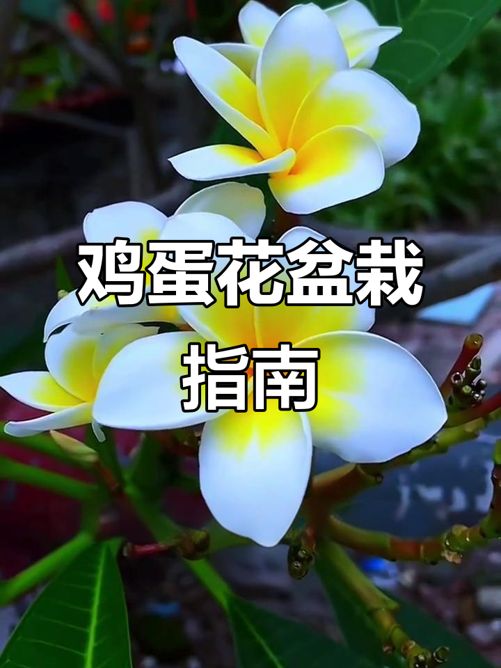 鸡蛋花盆栽养护全攻略,轻松过冬,香气四溢!