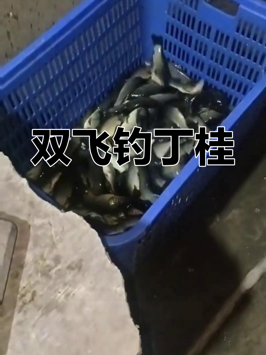 2025年钓鱼大赛,丁桂鱼双飞跑让人过瘾