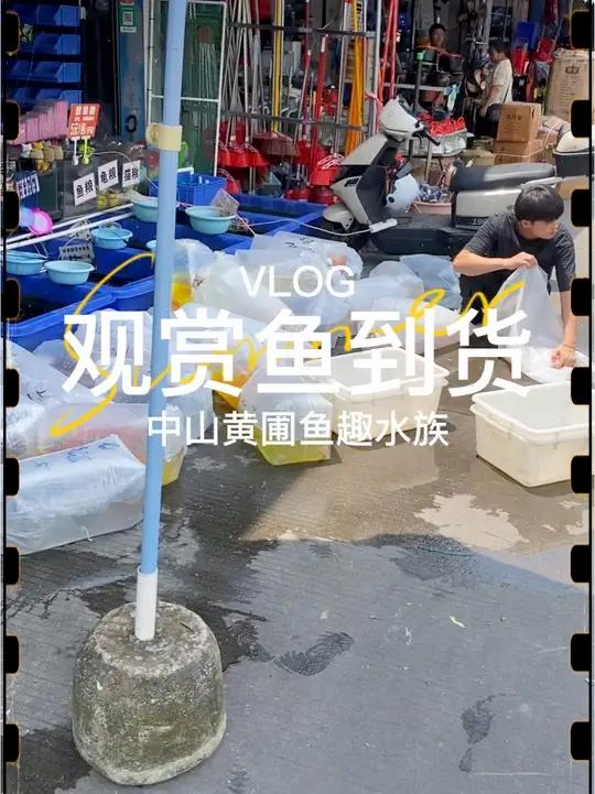 一年一次只有暑假才会有的大型猛鱼到货啦,长嘴鳄和鸭嘴鲨都是好养又皮实的鱼!