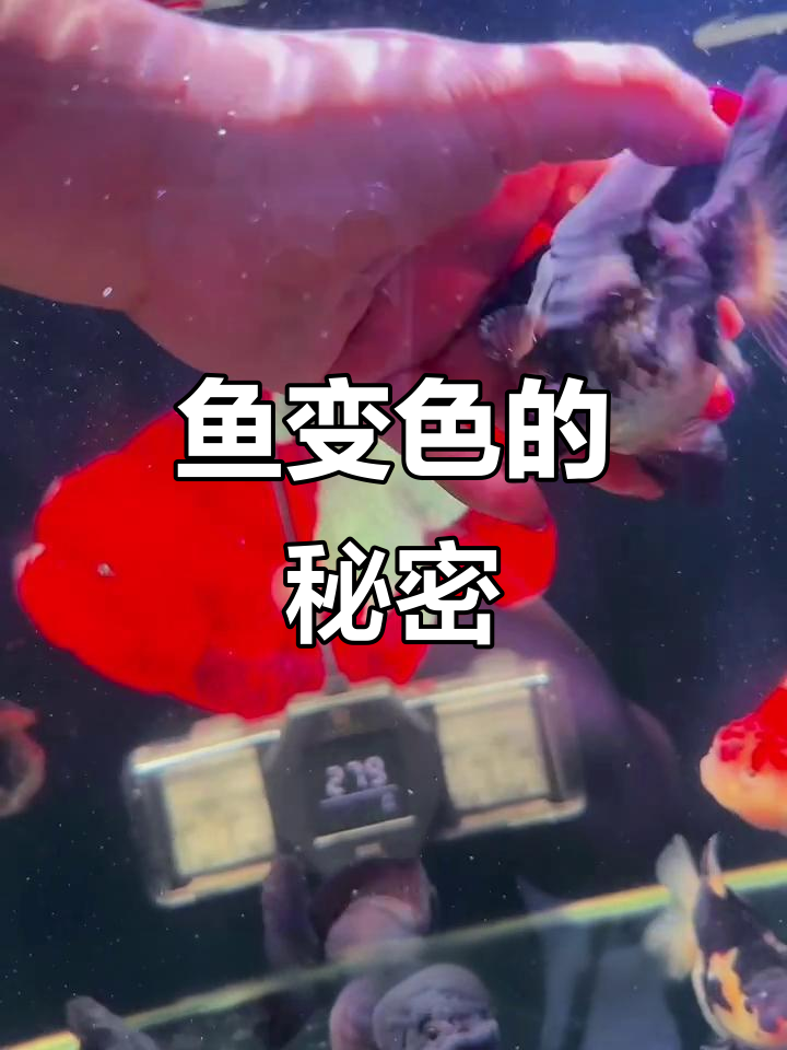 鱼变色实验：从青皮到黑白花，水温决定一切