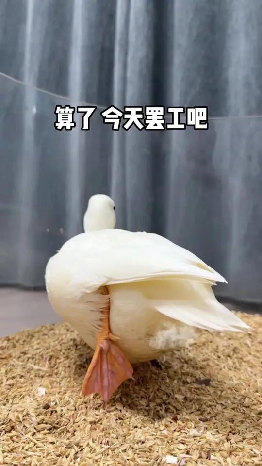 小鸭日记(话痨版)养宠物哪有不疯的 柯尔鸭绝味 小鸭日记