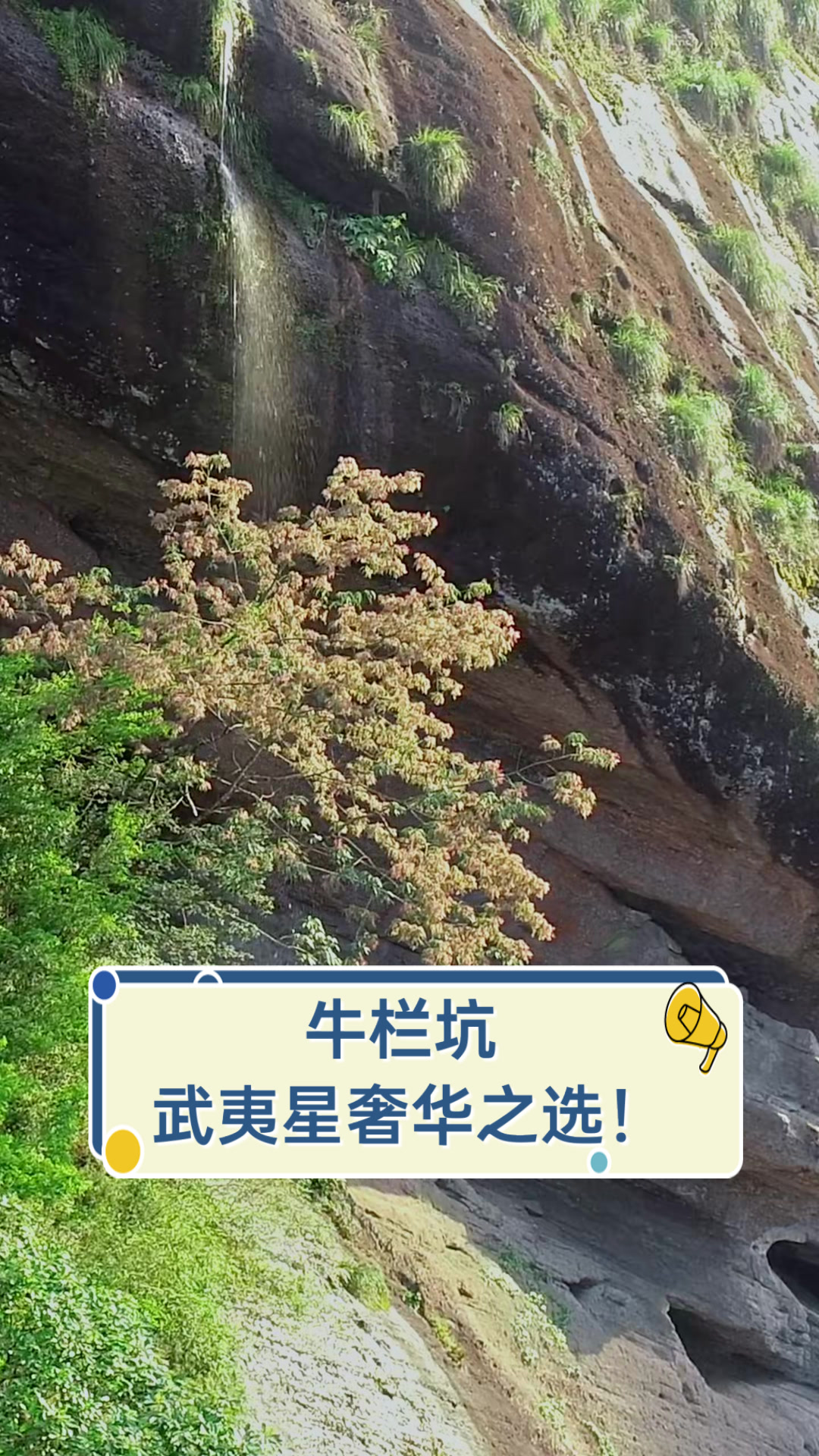 牛栏坑,武夷星奢华之选!