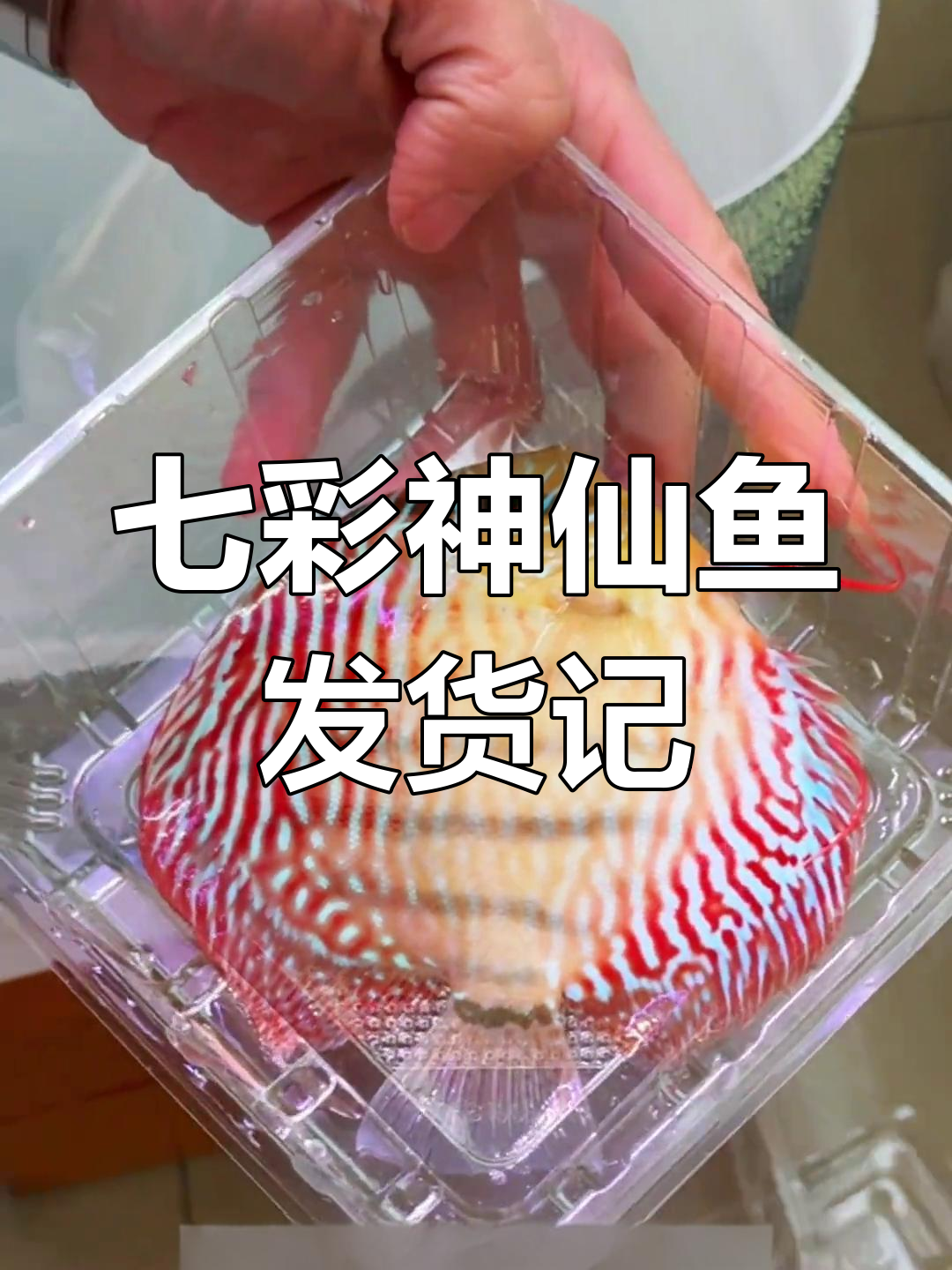 温州鱼友精选七彩神仙鱼,野血松与黄底松石完美搭配