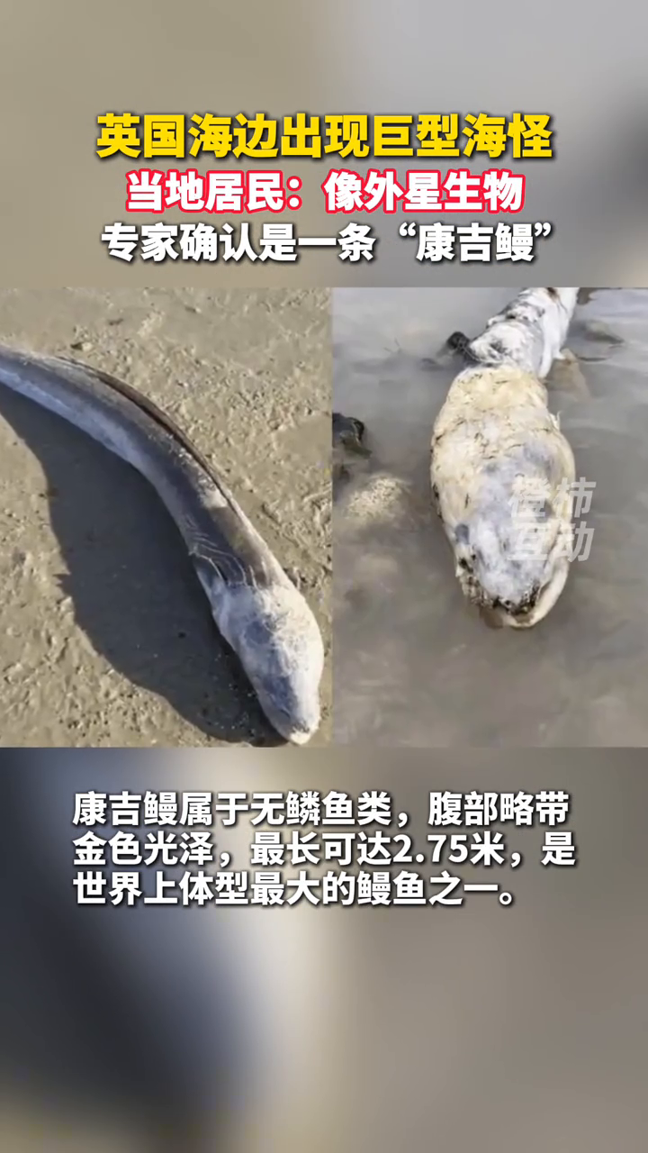英国海边出现巨型海怪?专家确认是一条“康吉鳗”