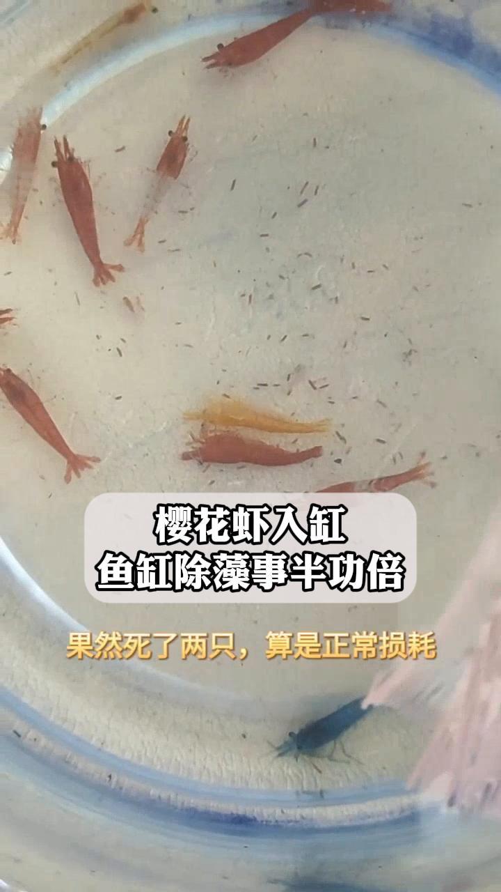 樱花虾入缸,鱼缸除藻事半功倍