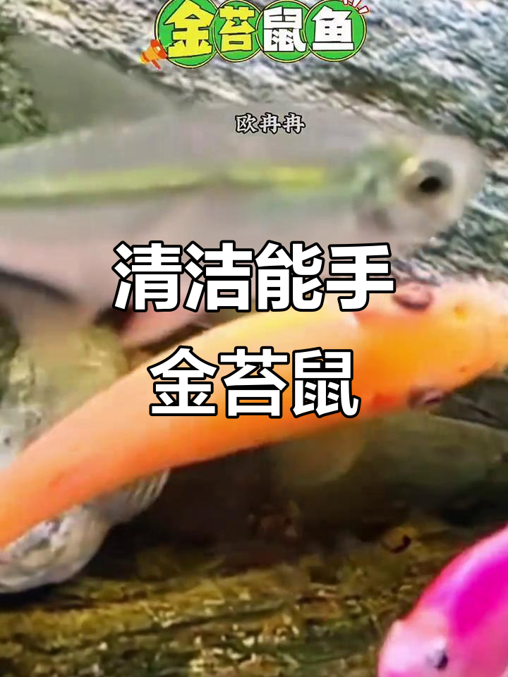 金苔鼠鱼,清洁高手,轻松维护水族箱的生态平衡