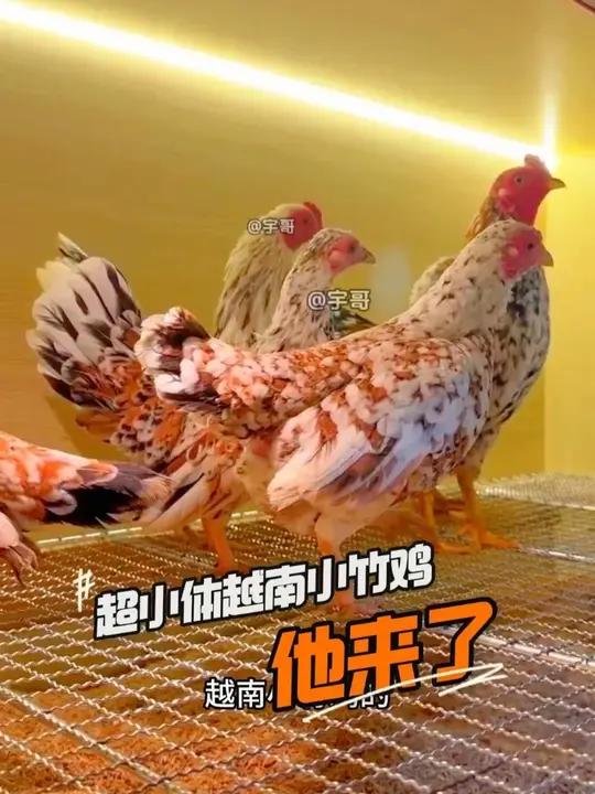 超小体越南小竹鸡 他来了