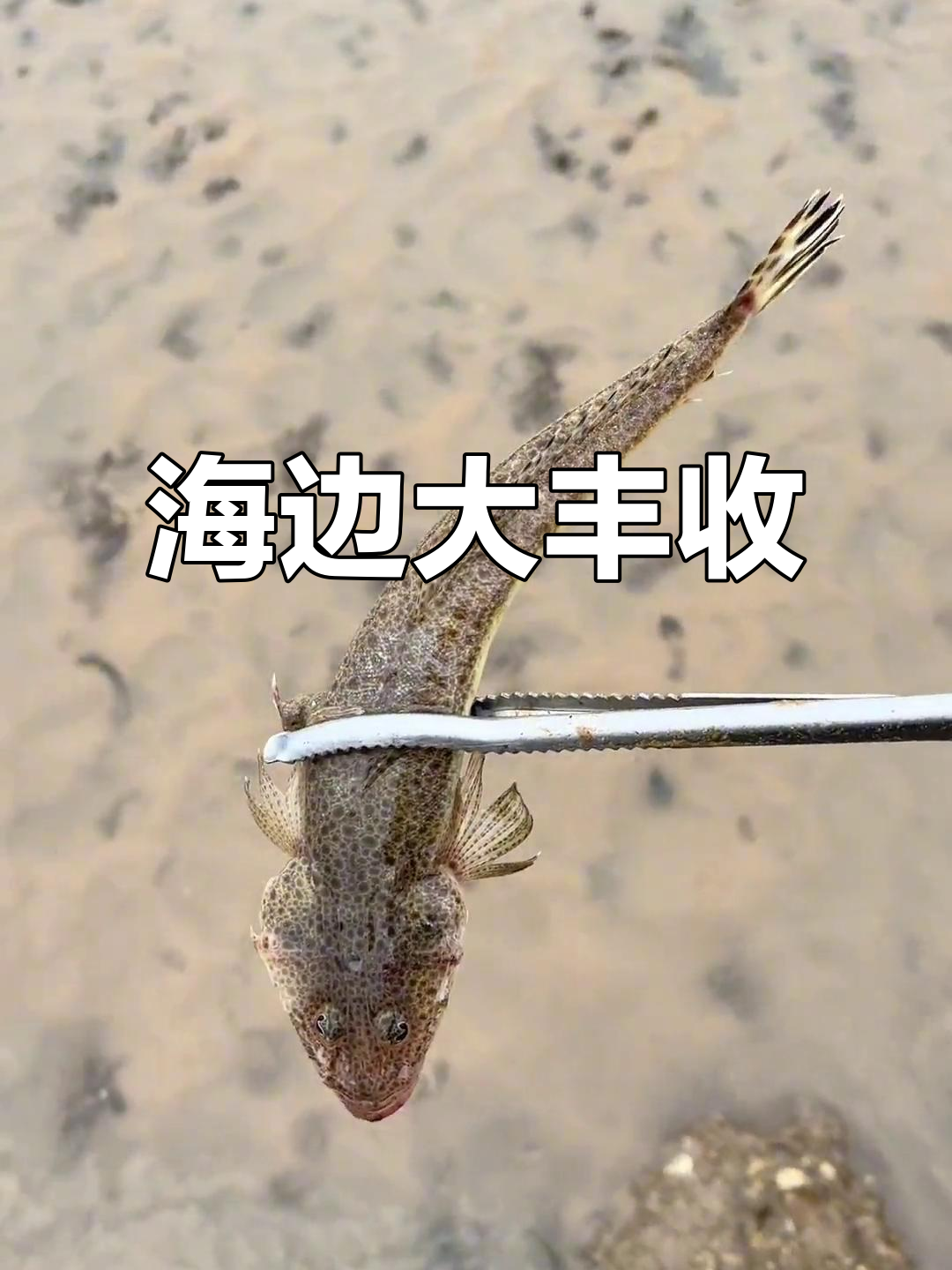 阿宝海边探险,捕获巨型蝴蝶鱼和满满螃蟹,收获满满惊喜!