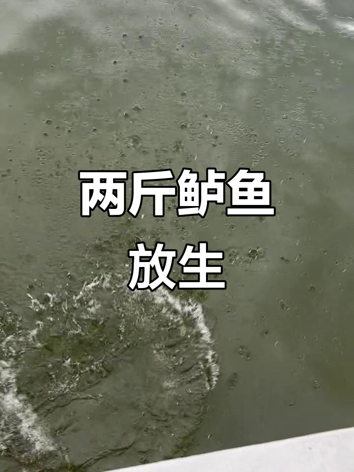 钓到两斤淡水鲈鱼,活力十足最后放生