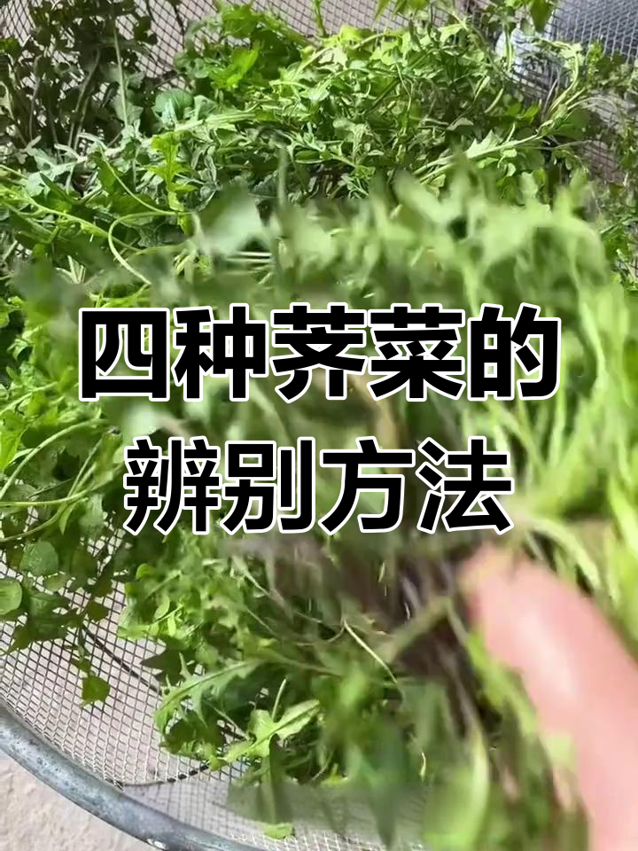 荠菜种类大揭秘,四种长得像菠菜