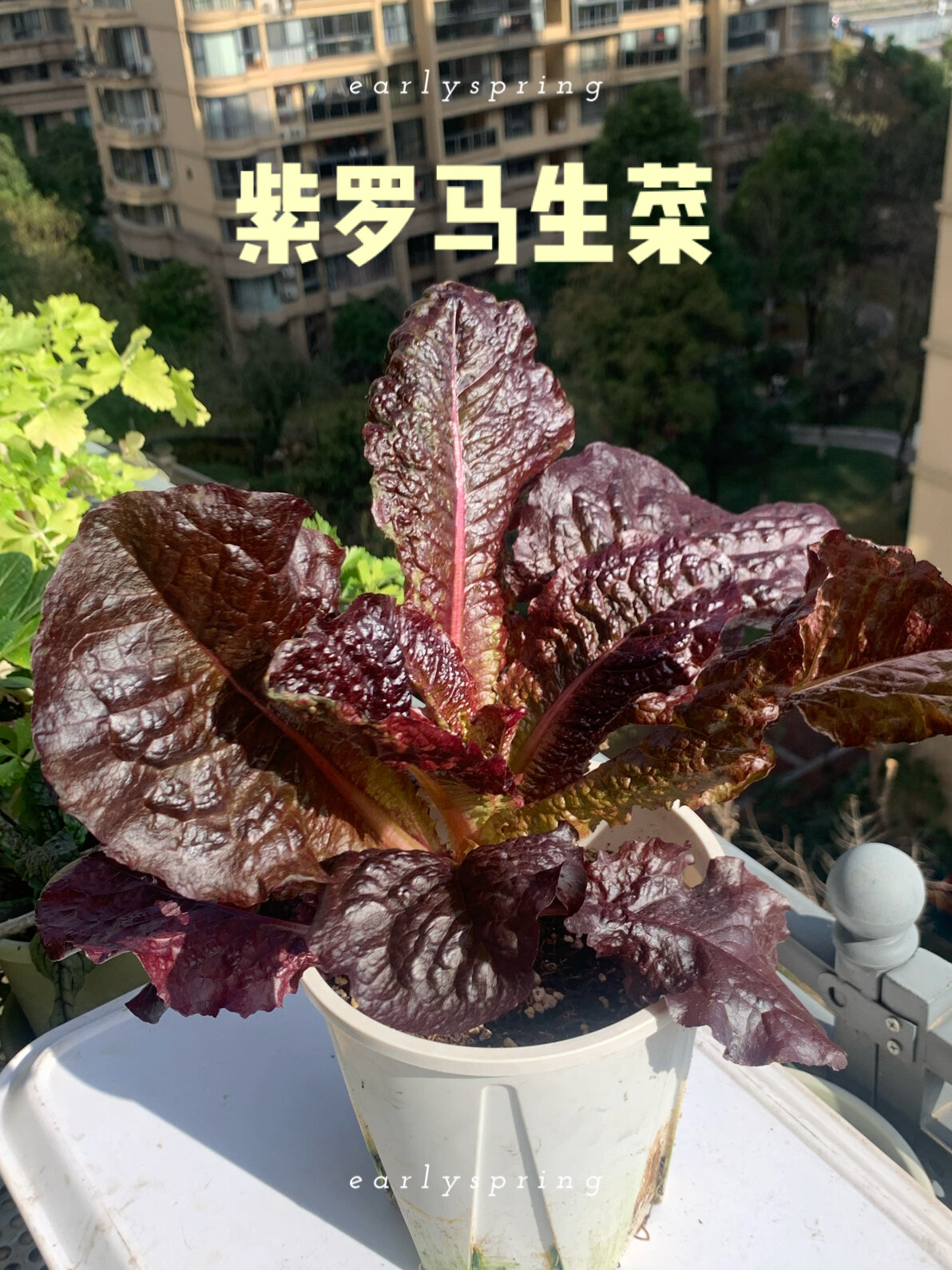 窗台盆栽紫罗马生菜三明治必备吧