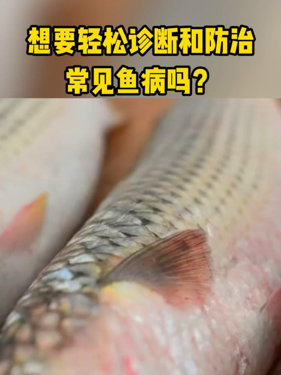 想要轻松诊断和防治鱼病,却无从下手?《鱼病快速诊断与防治彩色图谱》为您提供了一套简单易行的