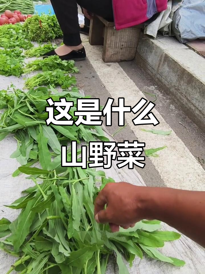 这道山野菜你吃过吗?纯天然美味等你来挑战