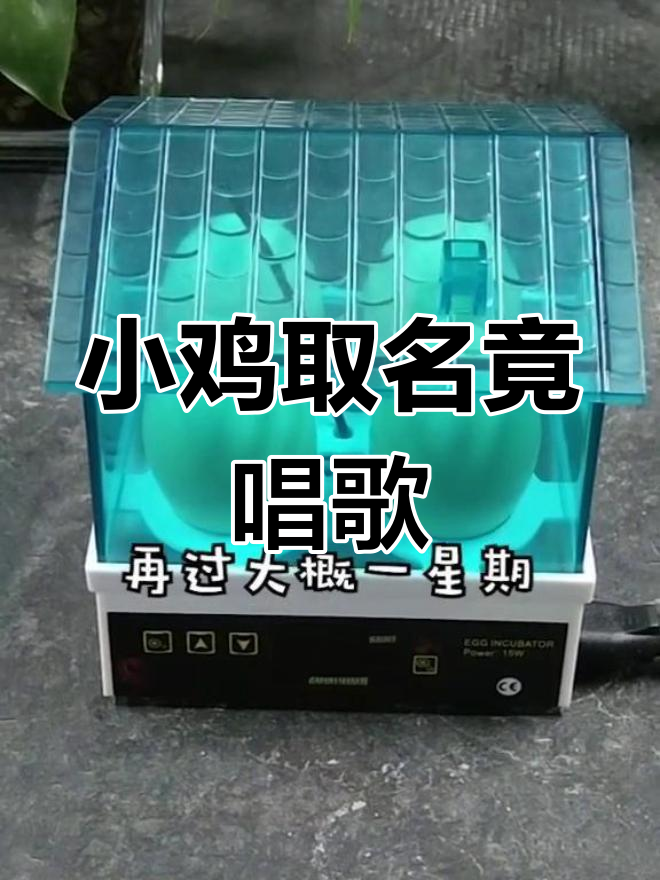 给小鸡取名字,结果唱起了歌?真是太有趣了!