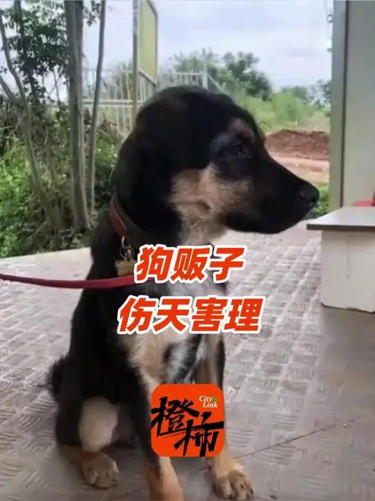 四川一条救过两人的搜救犬,被狗贩子偷走打死当狗肉卖