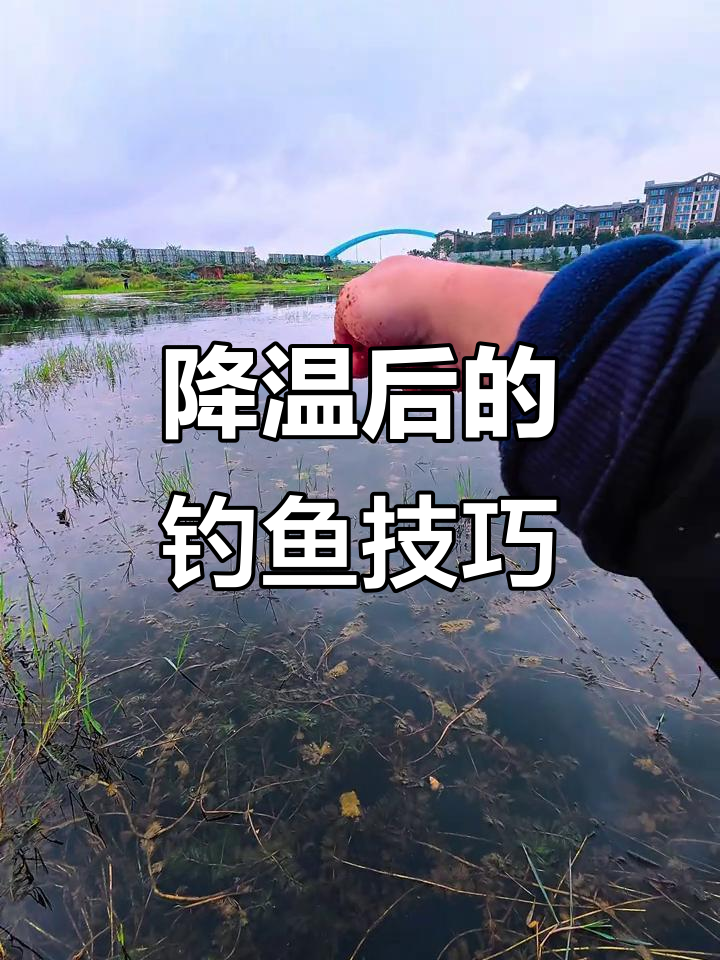 降温后鱼情大变,如何应对才能钓到大鲫?