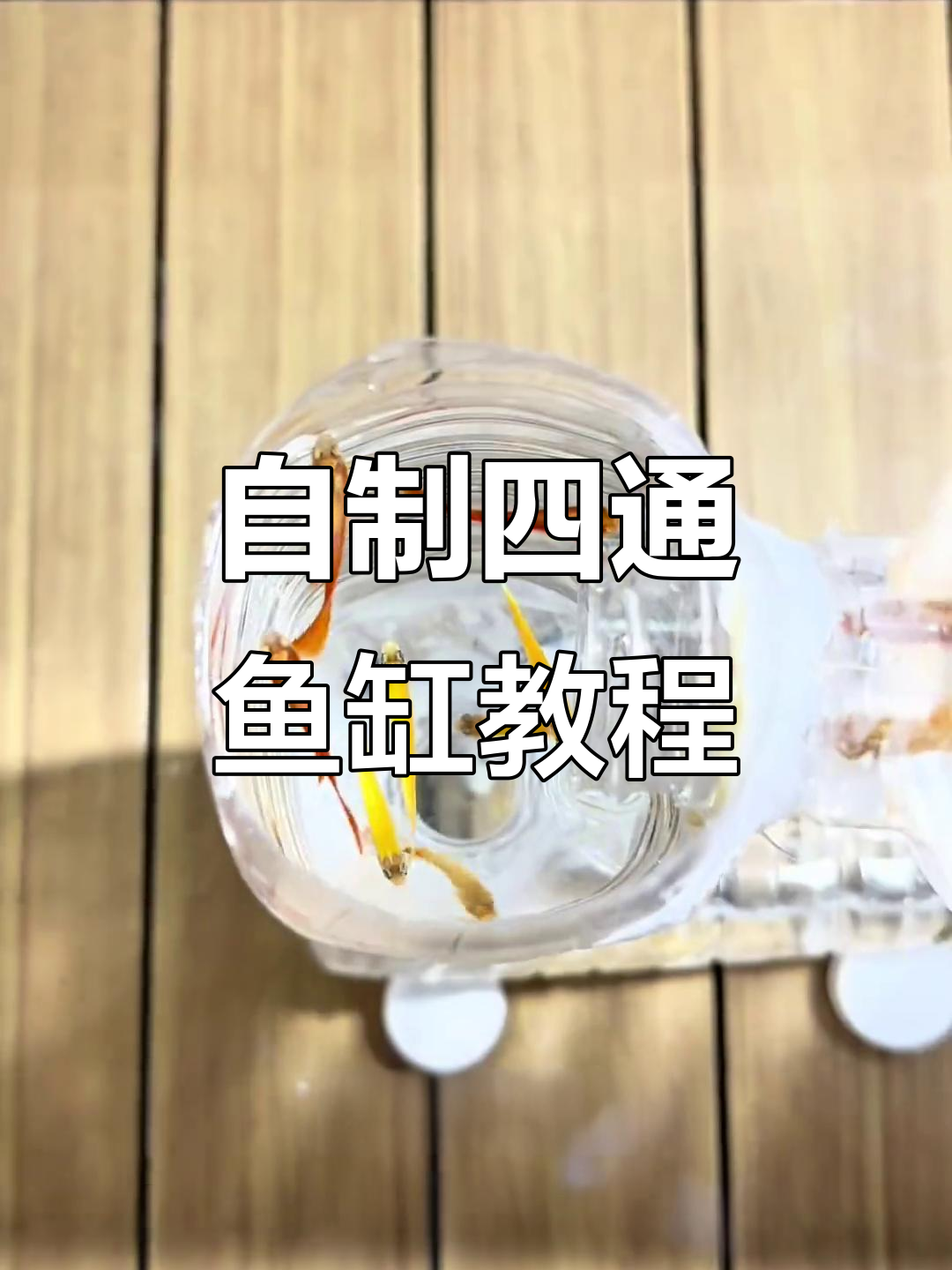 用矿泉水瓶做四通小鱼缸,简单又实用!