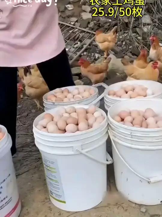「整箱50枚」z正宗农家散养土鸡蛋40-50克/4-5斤现捡现发