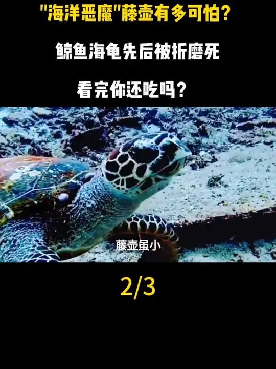 “海洋恶魔”藤壶有多可怕?鲸鱼海龟先后被折磨死,看完你还吃吗?