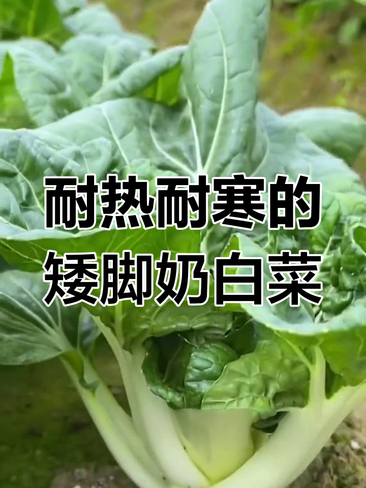 矮脚奶白菜,一年四季都能种,阳台小院必备美味蔬菜