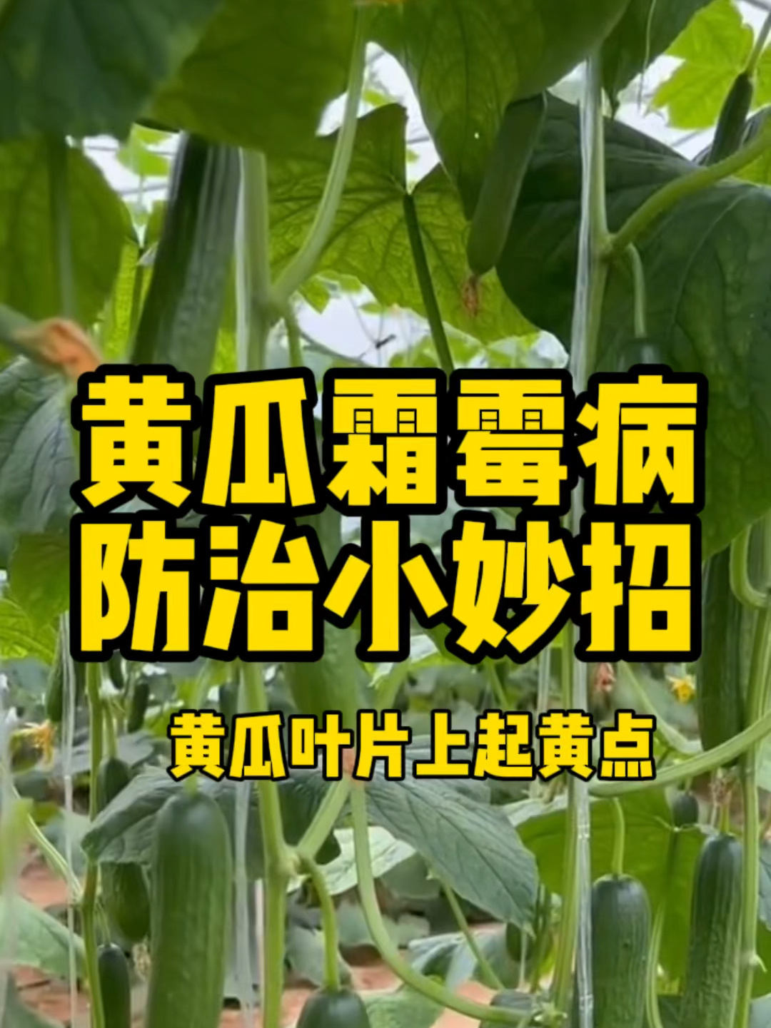 蔬菜叶子犯黄,该怎么办?
