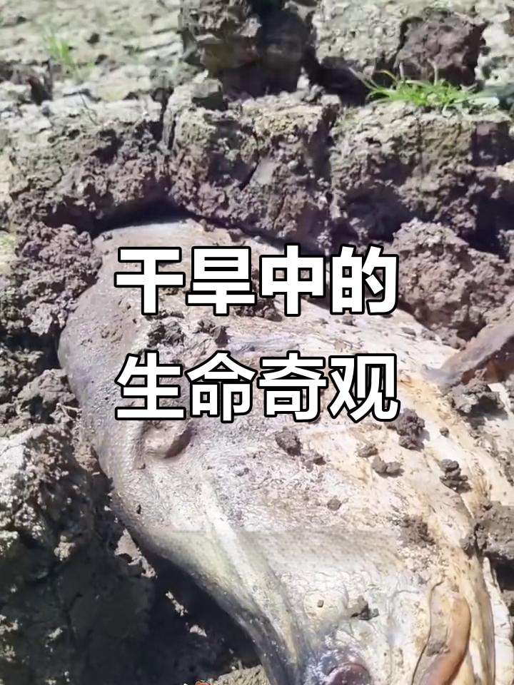 稻田除草意外发现巨型肺鱼,干涸土地中奇迹般存活