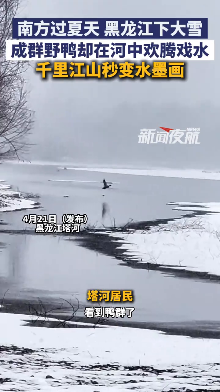 南方过夏天黑龙江下大雪 成群野鸭却在河中欢腾戏水
