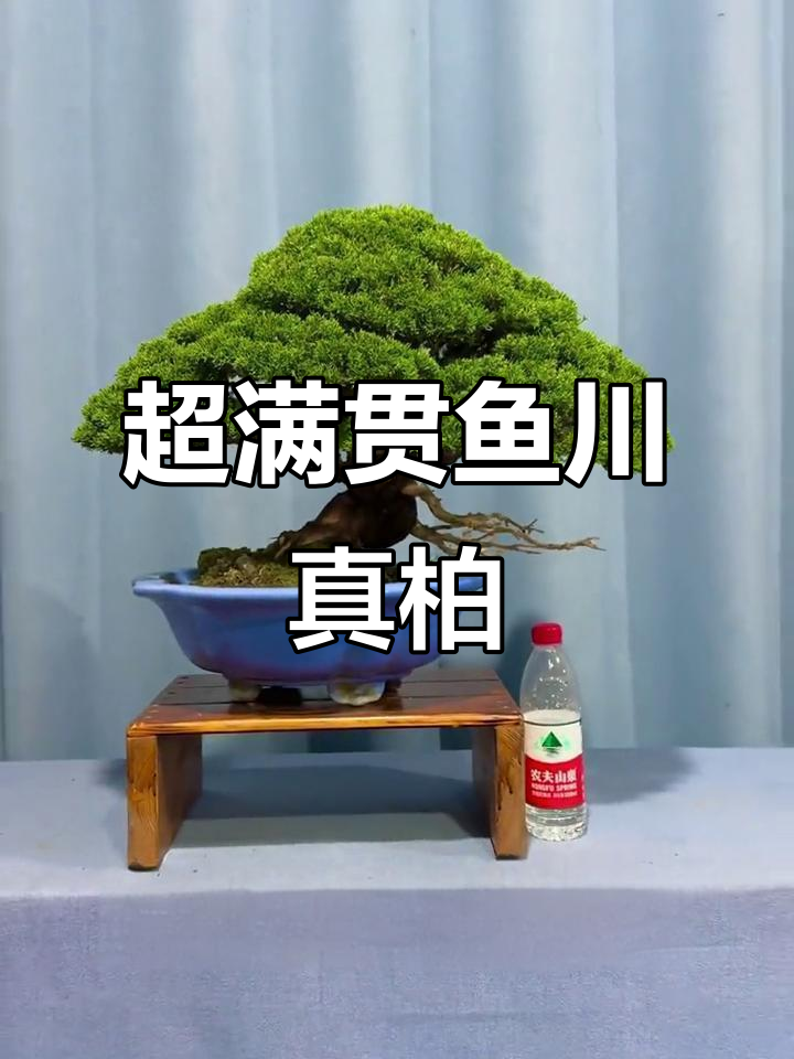 矮霸系鱼川真柏:冠幅超满,层次感极强