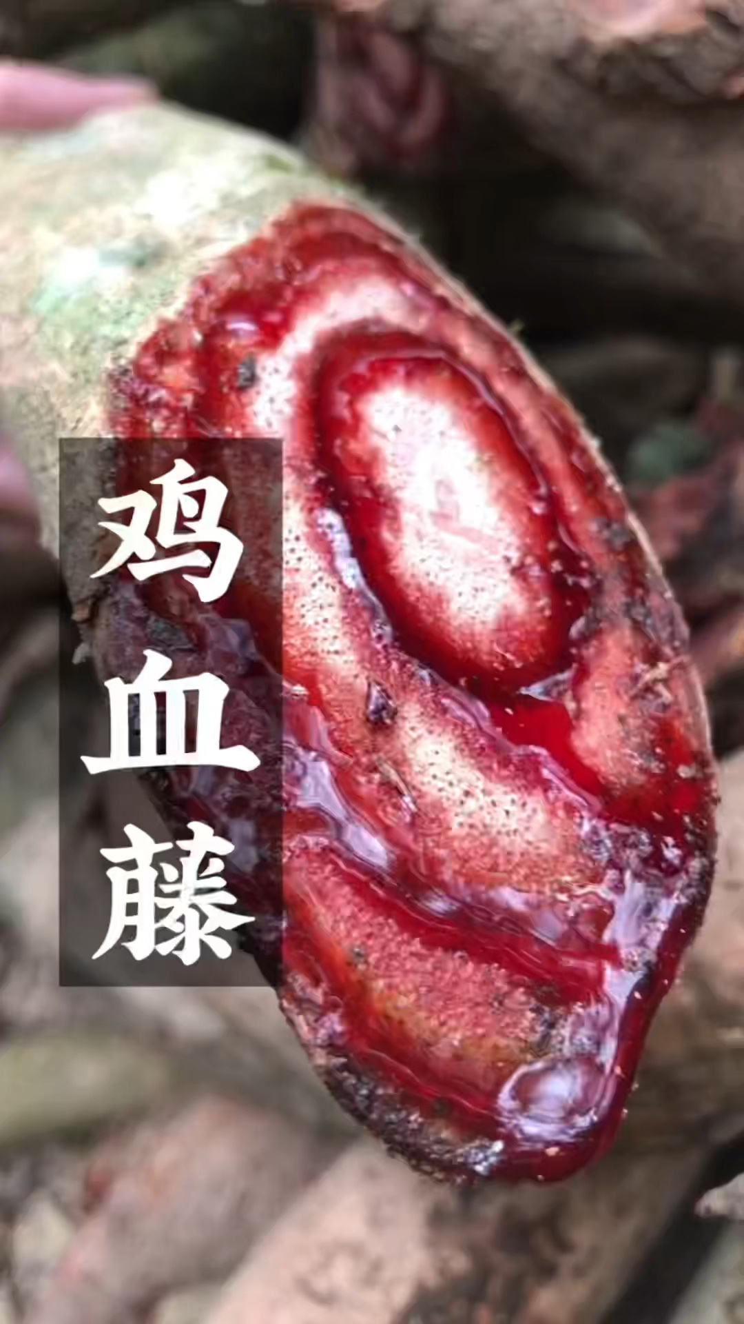 鸡血藤的功效与作用!你知道吗?