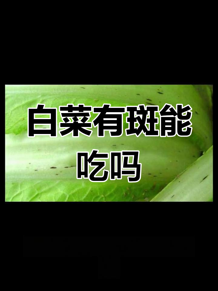 大白菜长黑点还能吃吗?芝麻状斑点病解析