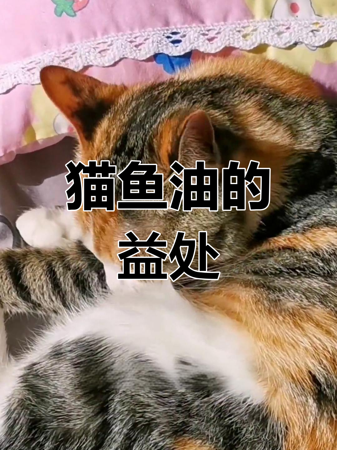 猫咪吃鱼油的好处与喂食方法