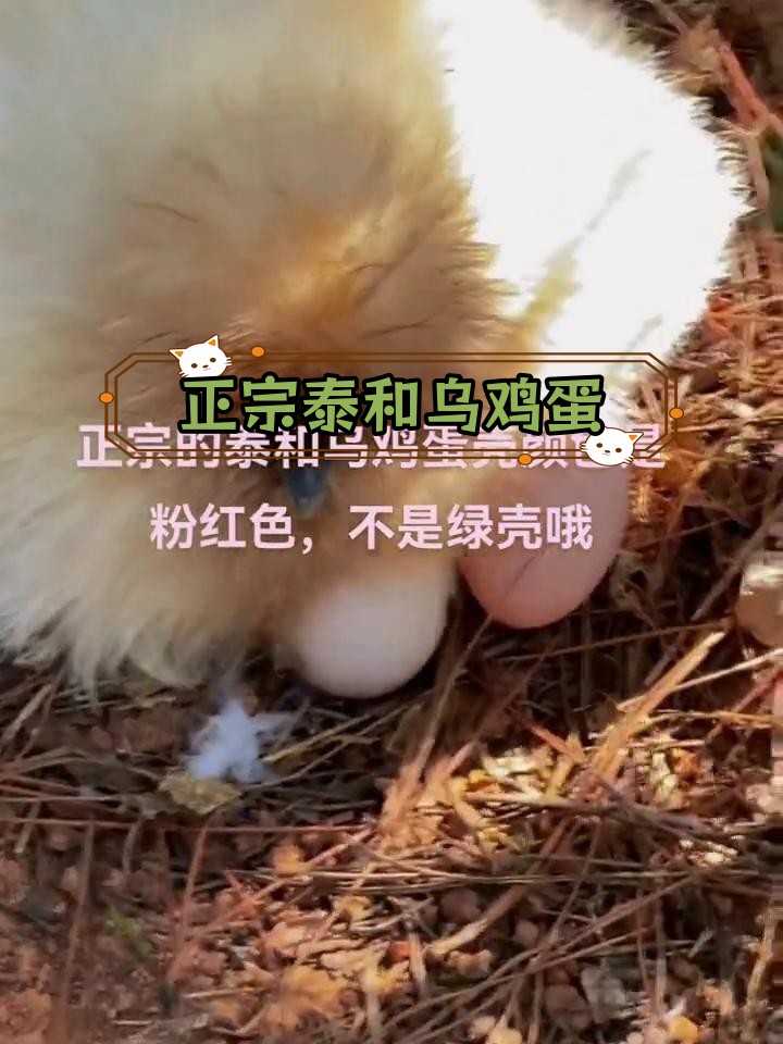 泰和乌鸡蛋的独特粉红壳