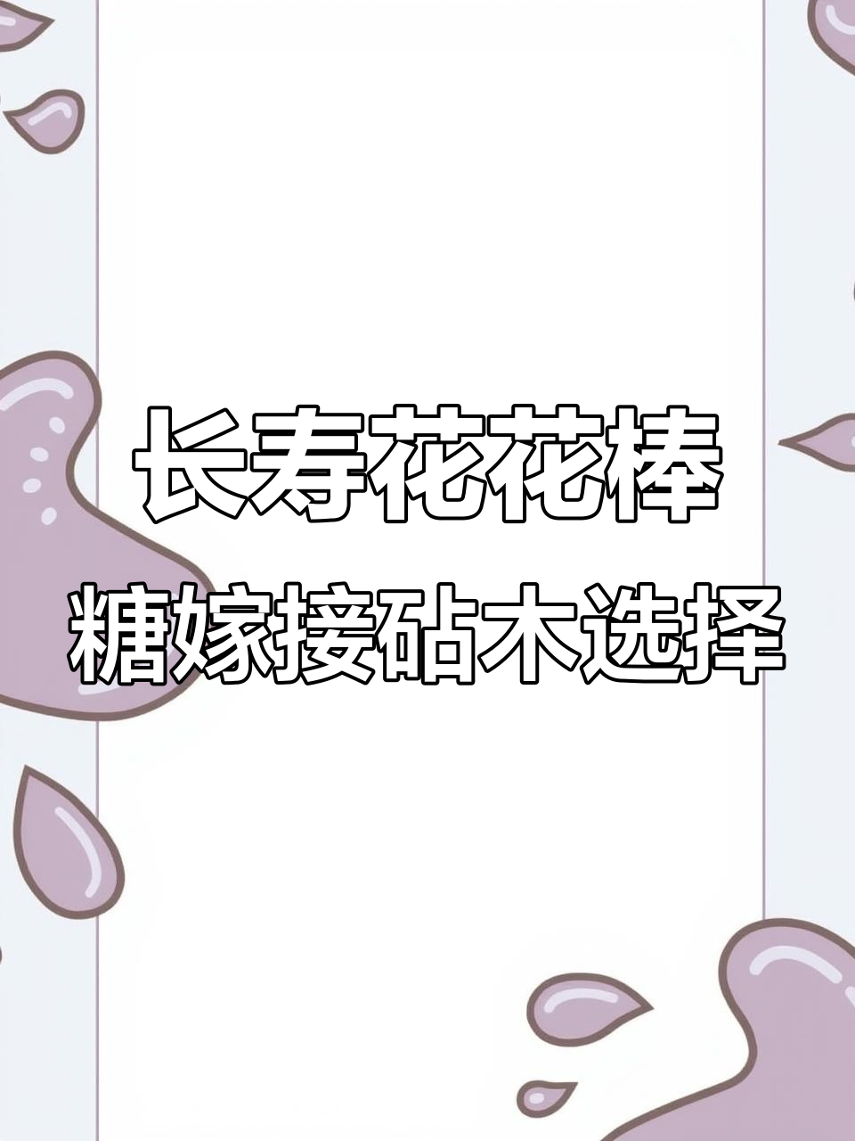 选择长寿花棒棒糖嫁接砧木,不死鸟哪种最适合?
