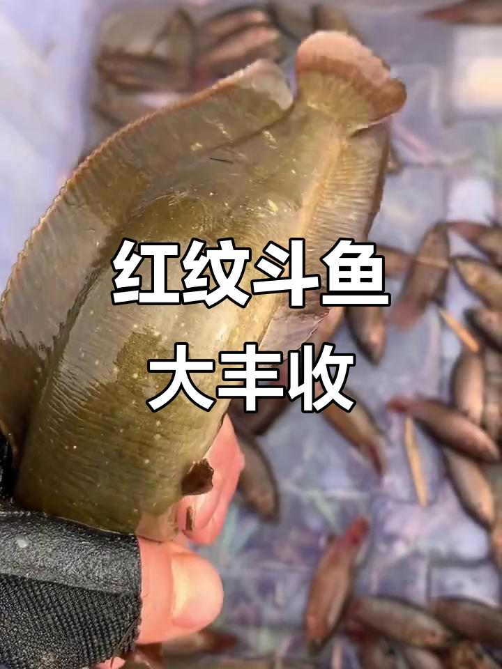 斗鱼与小塘鱼的丰收,黄鳝太小放掉,虫子也难倒鸡