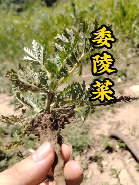委陵菜和翻白草很相似，委陵菜叶子背面也是白色的，很有用的本草植物科普草本植物中草药委陵菜你