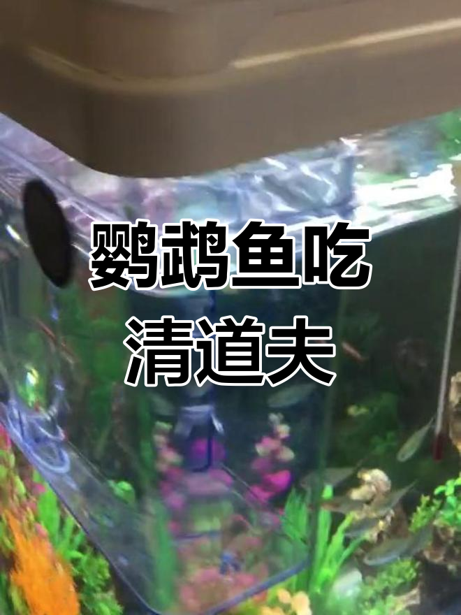 这条鹦鹉鱼吃了三条红头满天星