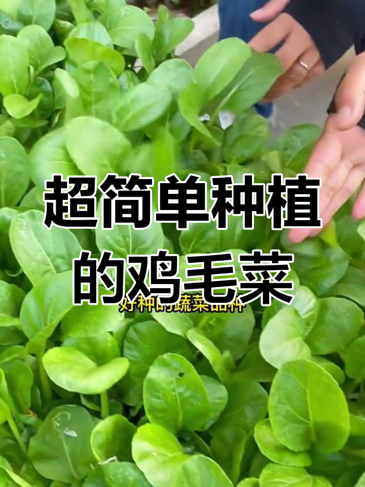 鸡毛菜,生长快又好吃!阳台小院都能种