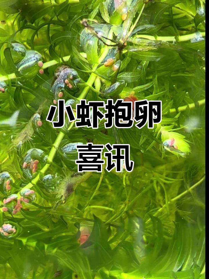 终于看到小虾抱卵，期待不久后的小生命降临！