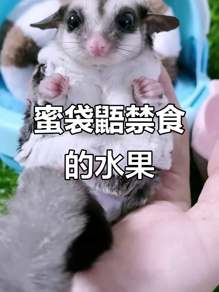 蜜袋鼯不能吃的水果清单,高糖、酸性都可能有害