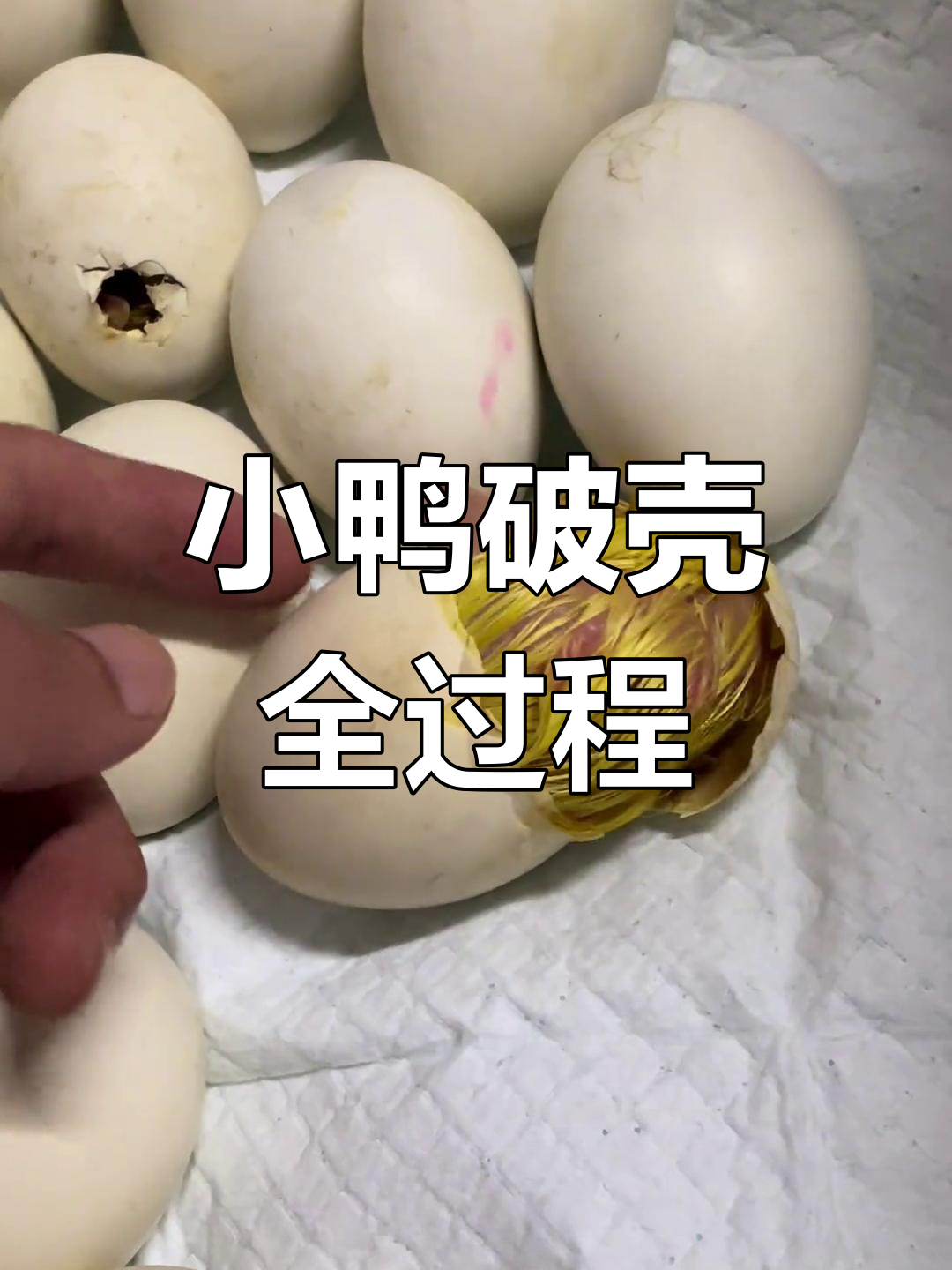 见证小鸭子破壳瞬间,全程记录孵化过程!