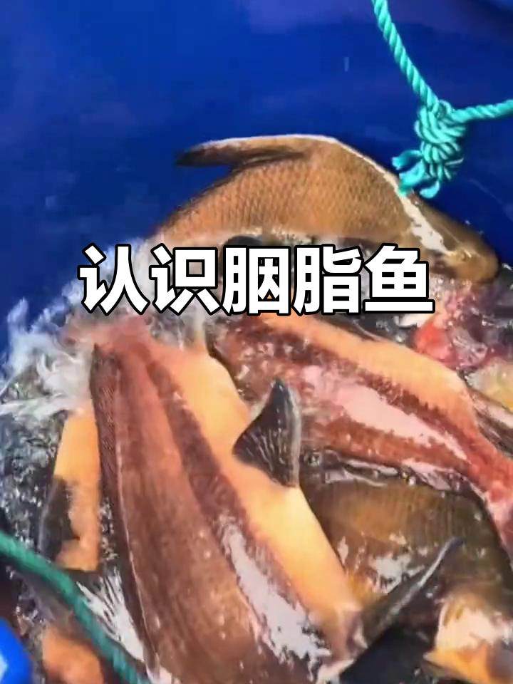 胭脂鱼:国家二级保护鱼类,智商低但成群稀少
