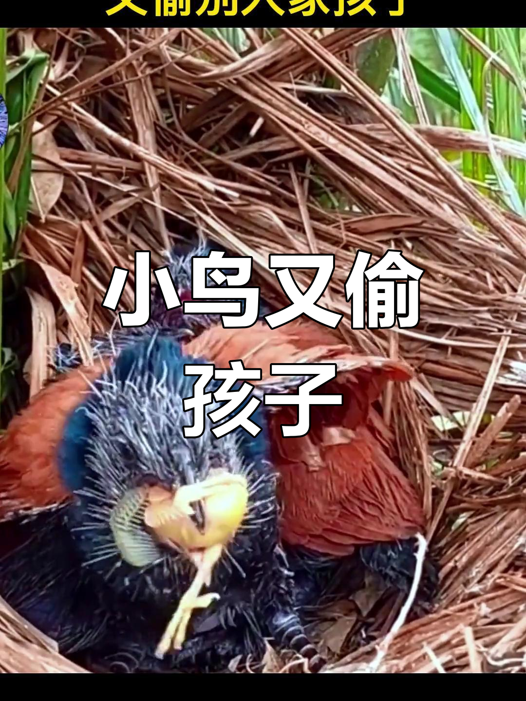 揭秘虎鲸的身体构造:从牙齿到尾巴的秘密