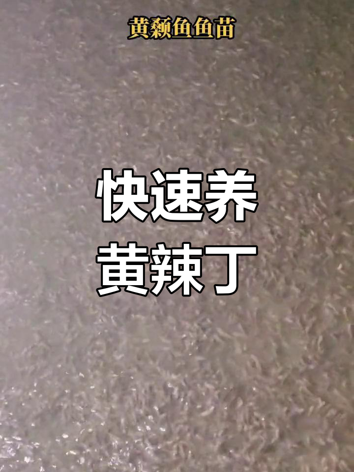 黄辣丁鱼苗养殖,5个月可达2-3两
