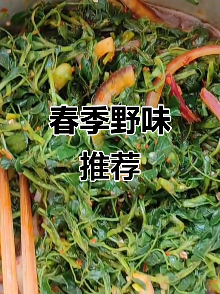 春天野菜盛开,斜蒿美味等你来尝!