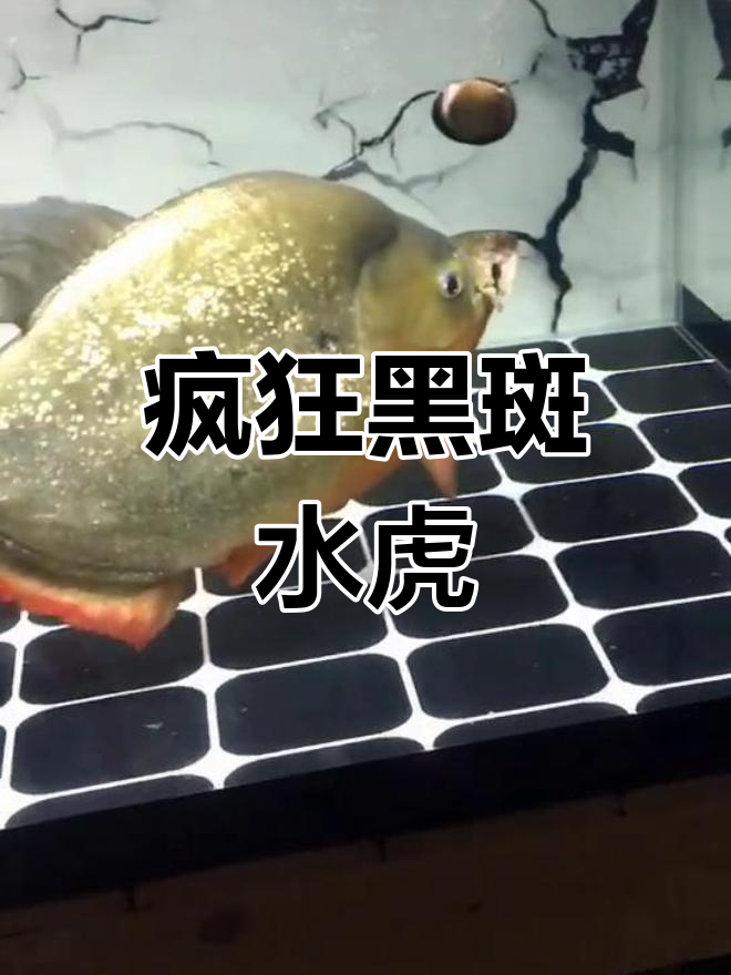 黑斑水虎鱼:速度与力量并存