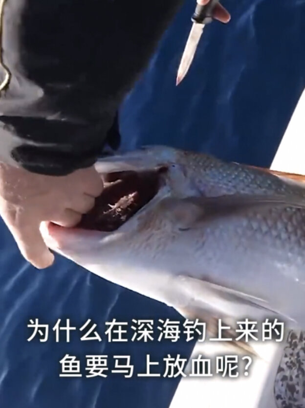 为什么在深海钓上来的鱼要马上放血呢?